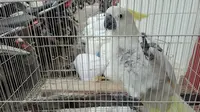 Burung Kakatua nyaris diselundupkan ke Singapura (Liputann6.com / M.Syukur)