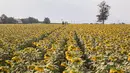 Sejumlah wisatawan mengunjungi sebuah ladang bunga matahari di Provinsi Lopburi, Thailand, pada 14 Desember 2020. Provinsi Lopburi memiliki ladang-ladang bunga matahari terbesar di Thailand yang bermekaran pada November hingga Januari. (Xinhua/Zhang Keren)