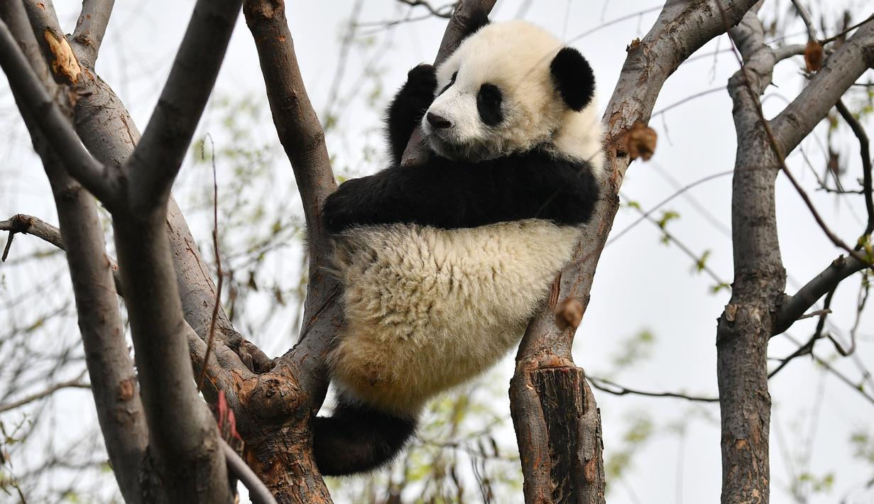 foto menengok tiga anak panda yang