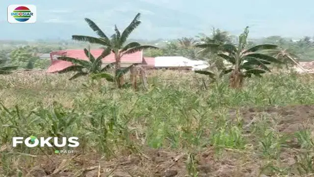Akibat gempa dan tsunami yang menerjang Kabupaten Sigi, Sulaawesi Tengah, muncul kebun jagung di Kampung Jono Oge.
