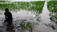 Tak hanya sawah, banjir juga merendam lebih dari 1.500 rumah warga (Bangun Santoso/Liputan6.com)