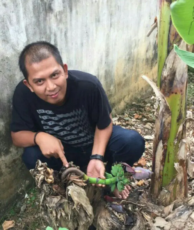 Warga Kabupaten Pagaralam menemukan pohon pisang yang berbuah dua kali