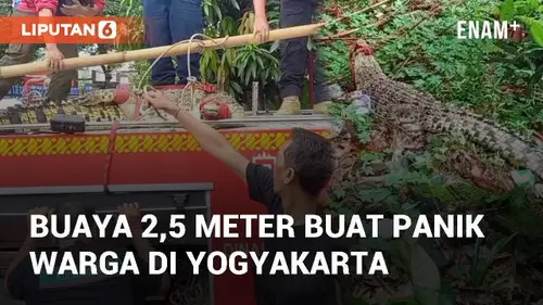 VIDEO: Viral Buaya 2,5 Meter Muncul Dan Buat Panik Warga di Kota Yogyakarta