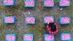 Seorang petani memilah kelopak mawar yang dapat dimakan di Haian, Provinsi Jiangsu, China, Senin (14/5). (AFP)