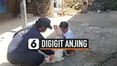 ANJING RABIES GIGIT 7 WARGA DI BALI