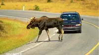 Hewan melintas di jalan bebas hambatan. (The Canadian Nature Photographer)