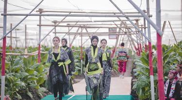 Fashion show di tengah kebun tembakau dalam acara Festival Jember Kota Cerutu Indonesia (JKCT) 2022 (Istimewa)
