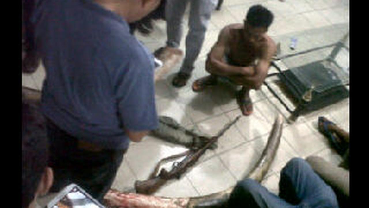  Polisi Bekuk 8 Pemburu Gading Gajah di Hutan Lindung Sumatera