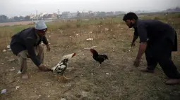 Para pria menyaksikan pertandingan sabung ayam di pinggiran Islamabad, Pakistan, 15 Desember 2021. Pakistan terkenal memiliki jenis ayam petarung paling tua di dunia dengan kekuatan fisik dan mental bertarungnya. (AP Photo/Rahmat Gul)