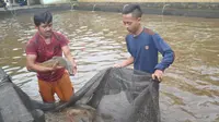 Pembudidaya ikan dewa di Karangtengah Kecamatan Cilongok, Banyumas kembali resah lantaran sumber airnya keruh oleh dampak PLTP Baturraden. (Foto: Liputan6.com/Muhamad Ridlo)