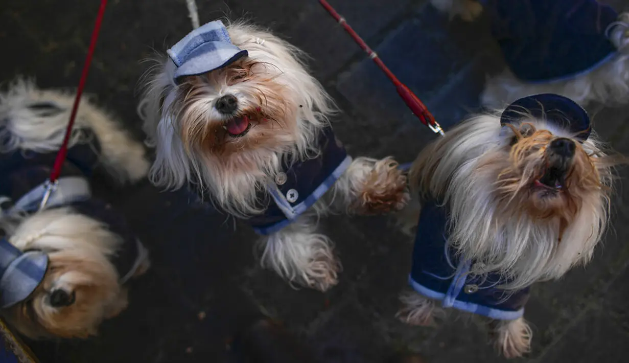Anjing peliharaan dibawa untuk diberkati pada pesta Santo Antonius di Pamplona, Spanyol, 17 Januari 2022. Pesta santo pelindung hewan Spanyol ini dirayakan setiap tahun dan orang-orang membawa hewan peliharaan mereka ke gereja untuk diberkati. (AP Photo/Alvaro Barrientos)