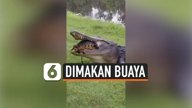 THUMBNAIL buaya