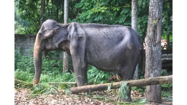 Tragis, Gajah Kurus yang Dipaksa 'Bekerja' Tiap Malam Akhirnya Mati