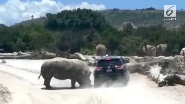 Insiden ini terjadi ketika sebuah mobil keluarga yang sedang mengunjungi kebun binatang Africam Safari di Puebla, Meksiko, tiba-tiba diserang oleh seekor badak.