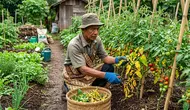 9 Penyebab Daun Tomat Menguning dari Bagian Bawah dan Cara Mengatasinya