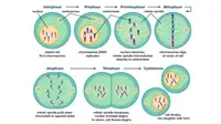 Mitosis Adalah Proses Pembelahan Inti Sel, Kenali Pengertian dan Fase-fasenya