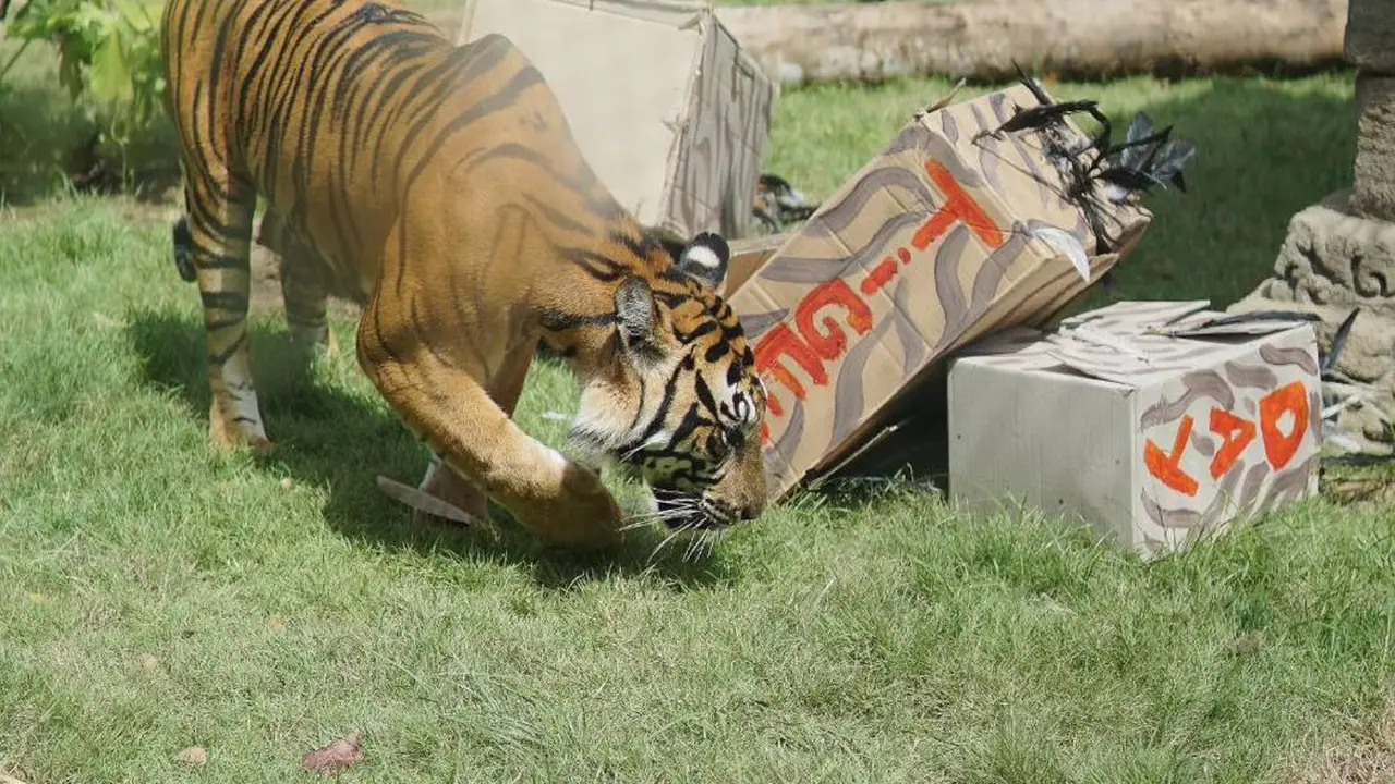 Sean harimau sumatera di bali sedang enrichment di bali zoo