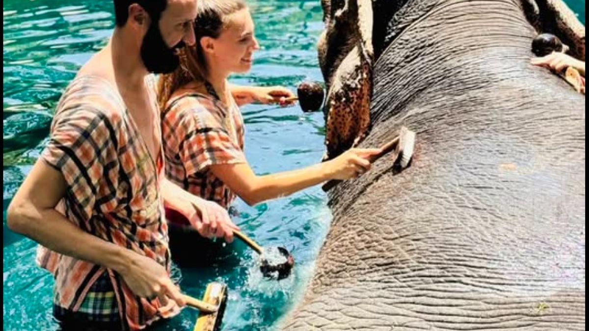 Mahout Ditangkap Polisi Buntut Kematian Turis Spanyol di Thailand, Faktor Keamanan Atraksi Mandikan Gajah Dipertanyakan