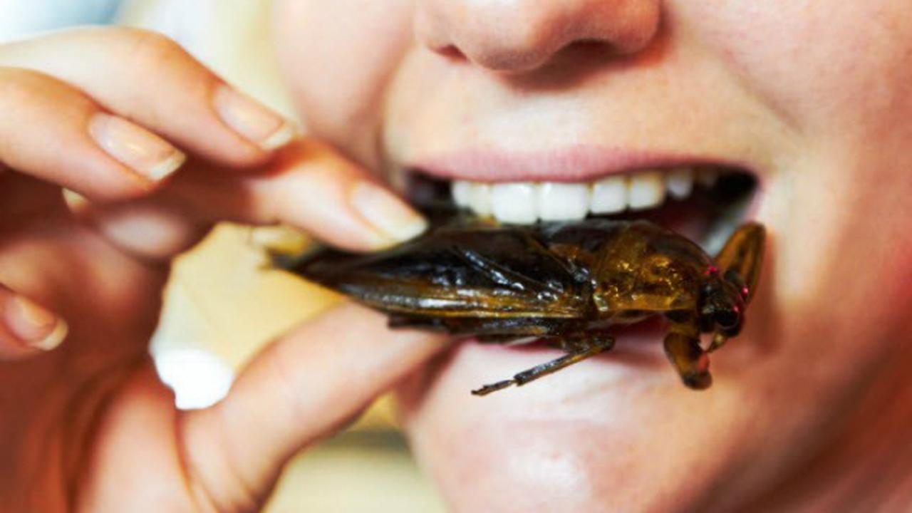 Ilustrasi memakan serangga