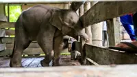 Usai dua hari menjalani perawatan medis, anak gajah Sumatra yang belalainya nyaris putus terkena jerat, akhirnya mati. (Liputan6.com/ BKSDA Aceh))