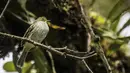 Dalam acara Global Big Day, tim pengamat burung di seluruh dunia menilai lebih dari 140 negara yang ambil bagian dalam acara ini menobatkan Kolombia sebagai pemenang dengan 1.486 spesies burung. (AFP/JOAQUIN SARMIENTO)