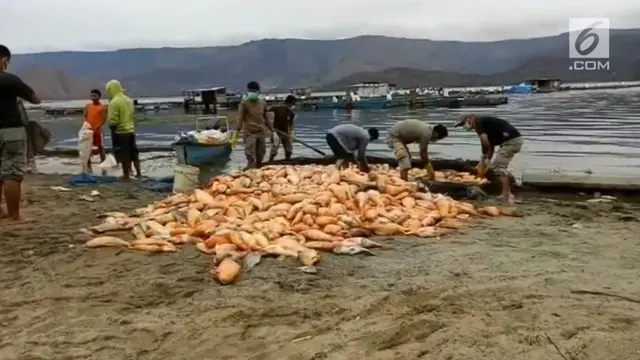 Ribuan ekor ikan mati di kerambah apung milik petani ikan di Danau Toba, di kabupaten Samosir, Sumatera Utara.