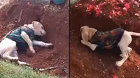 Momen Haru Anjing Berusaha Gali Tanah Kuburan, Sedih Ditinggal Pemiliknya (TikTok/wandapanggabean)