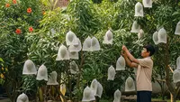 Cara Membuat Alat Berongsong Buah Tahan Hama, Panen Jadi Optimal