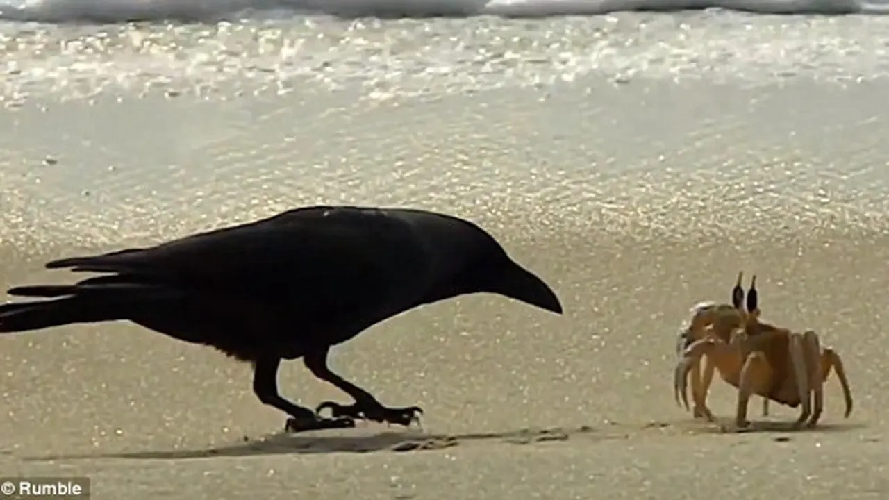 Kocak, Kepiting Pemberani Menghalau Burung Gagak