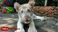 Flash, Harimau putih yang lahir di Maharani Zoo dan Goa, Senin, (16/4/2018). (FOTO: Ardiyanto/TIMES Indonesia)