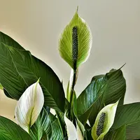 Peace Lily (Foto: HOerwin56/Pixabay)