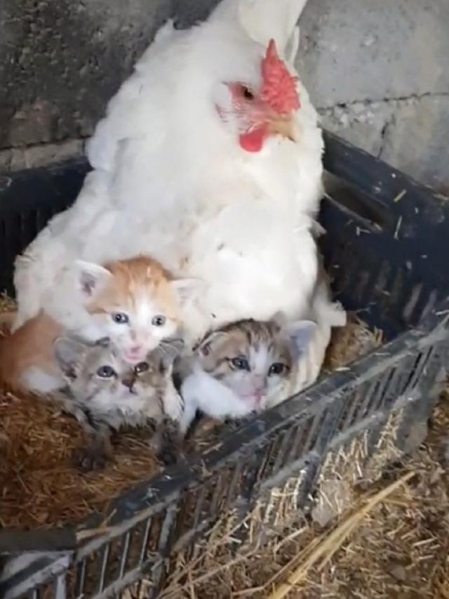 Viral Aksi Induk Ayam “Mengerami” Kucing Bikin Gemas Warganet