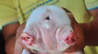 Anak babi yang Zhong pelihara lahir dengan wajah cacat, dengan memiliki tiga mata, dua hidung dan dua mulut.