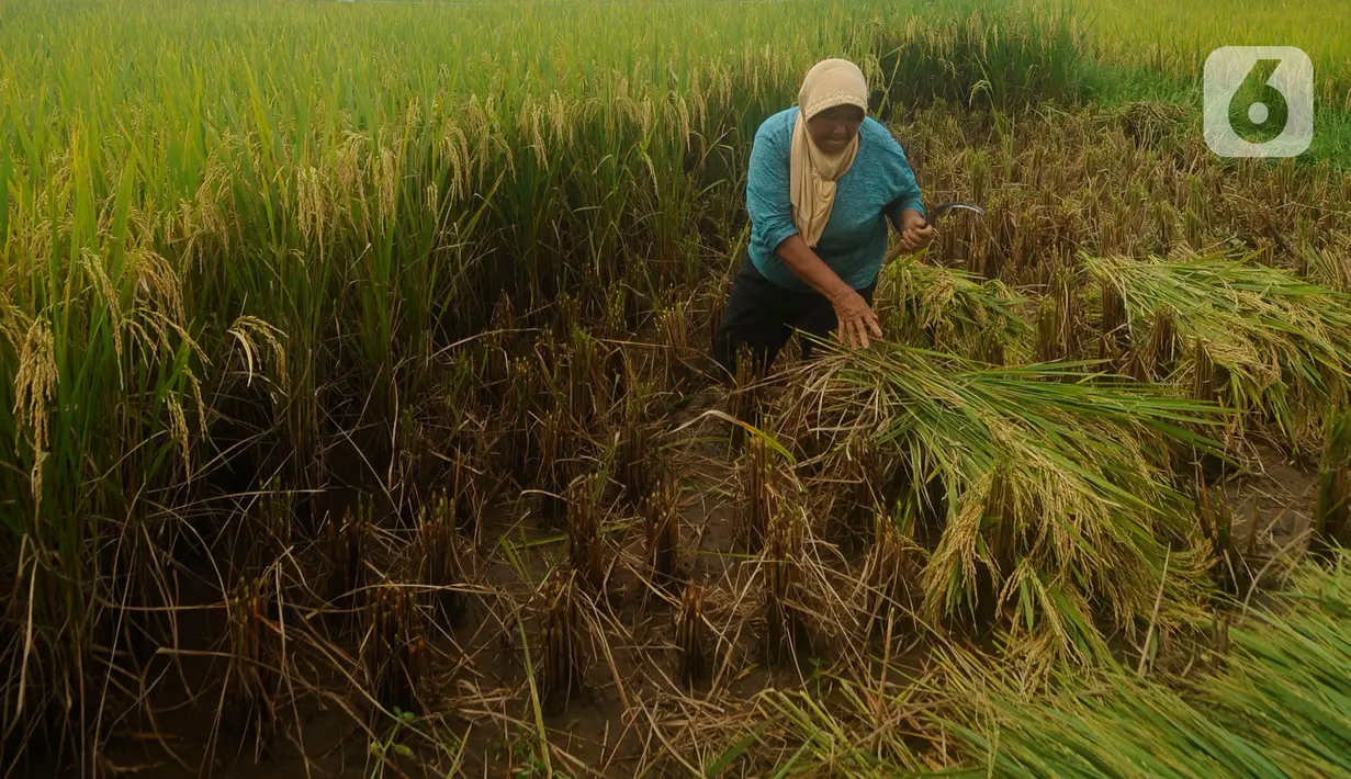 Petani melakukan panen padi jenis Ciherang di Leuweung Kolot, Bogor, Jawa Barat, Rabu (31/1/2024). (merdeka.com/Arie Basuki)