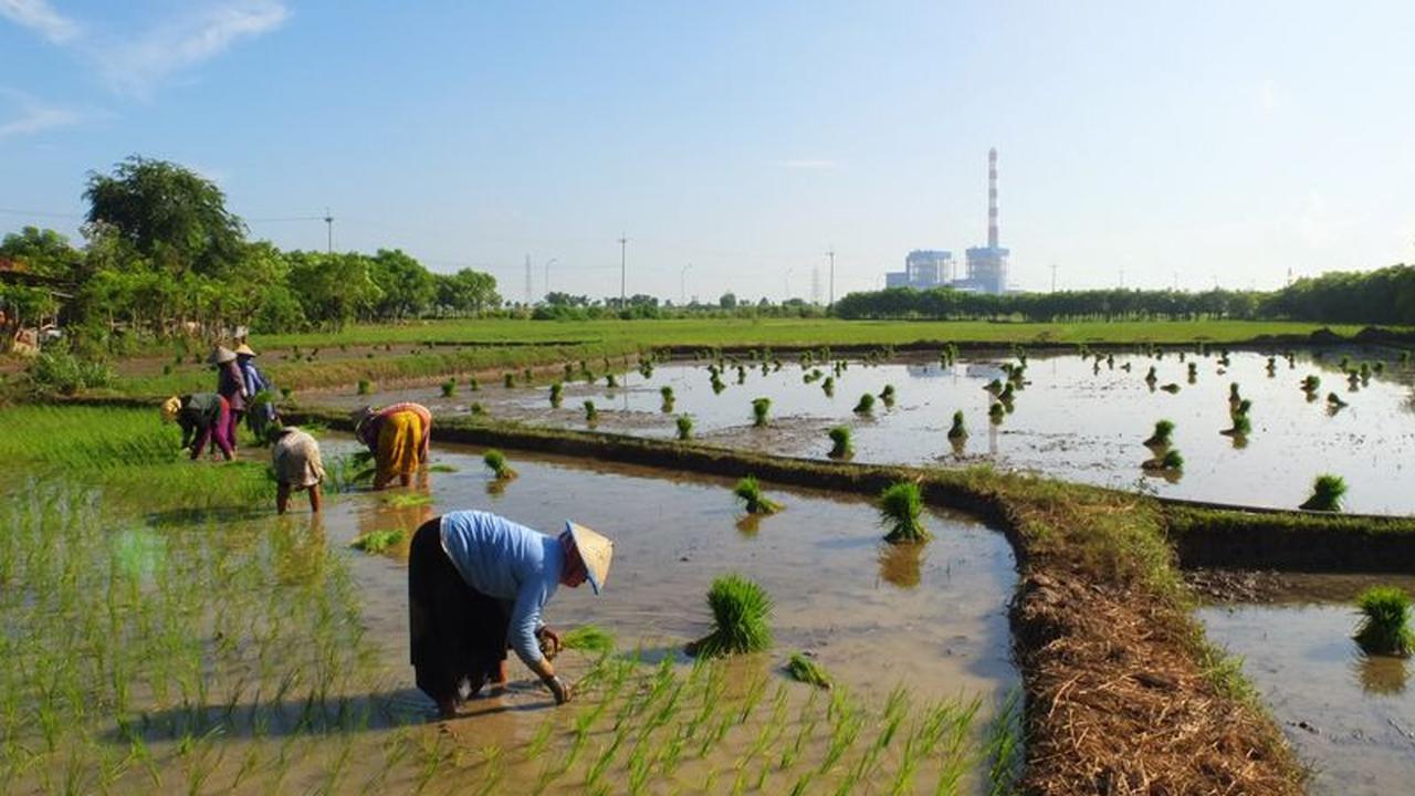 PT PLN (Persero) menggandeng PT Sang Hyang Seri (SHS) untuk mengembangkan sekam padi
