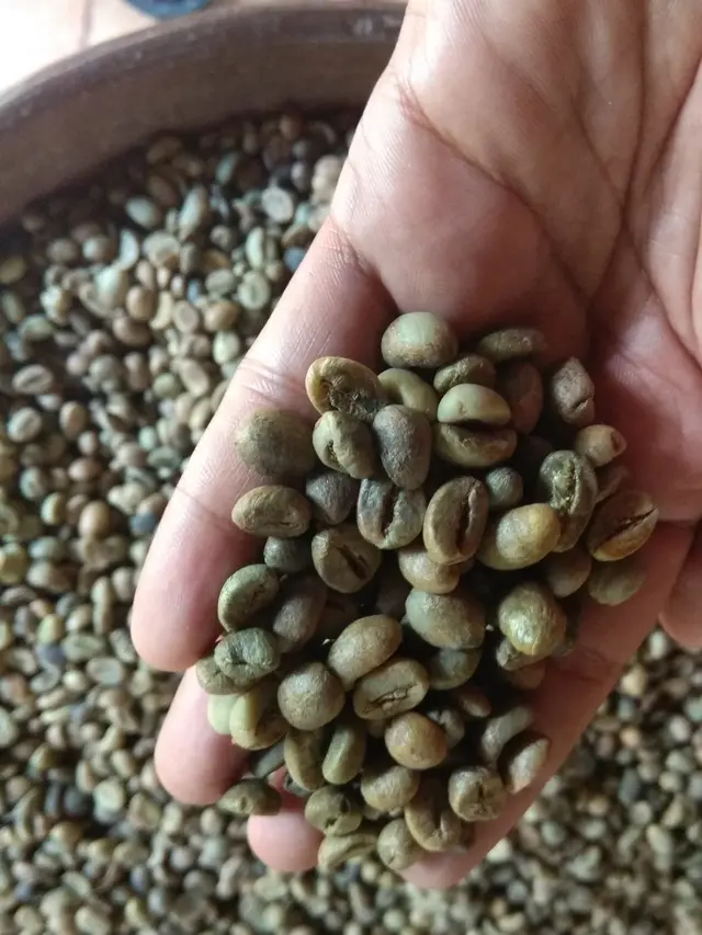 kopi bali