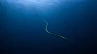 Ular Laut yang Bisa Menyelam hingga Kedalaman 245 Meter, Ini Faktanya