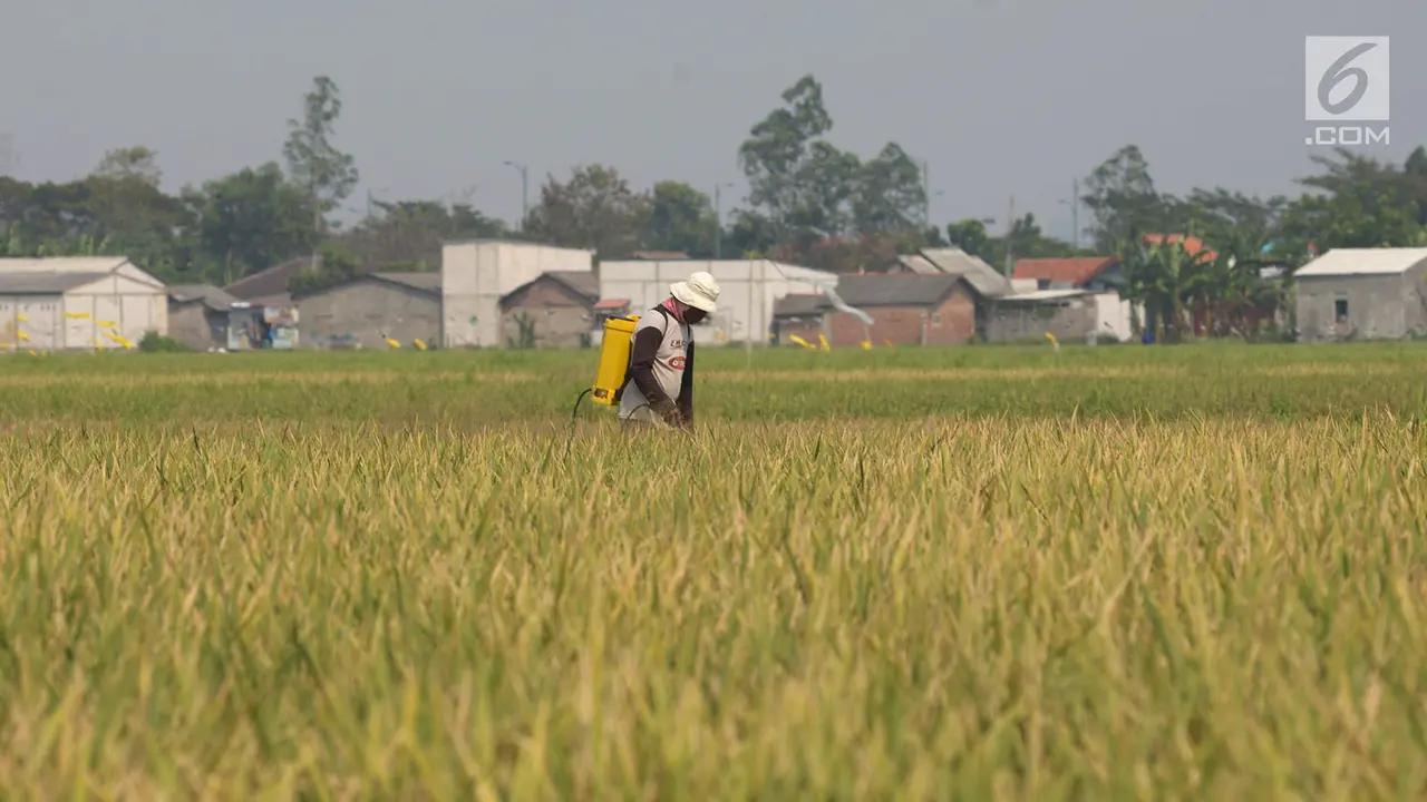 Serangan Hama dan Cuaca Buruk, Hasil Panen Padi Turun di Bekasi