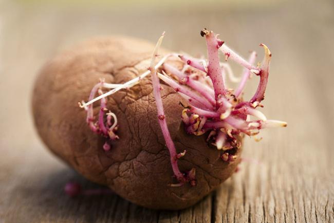 Peneliti mengatakan bahwa ada zat kimia di dalam kentang yang tumbuh tunas | Photo: Copyright asiantown.net