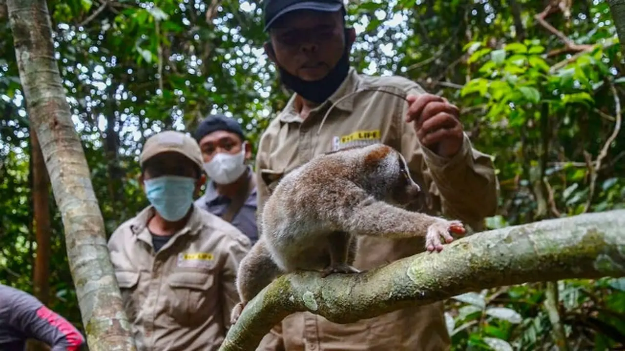 Petugas BBKSDA dan Reskrimsus Polda Riau melepasliarkan kukang sitaan dari tersangka jual beli satwa liar ke alam.