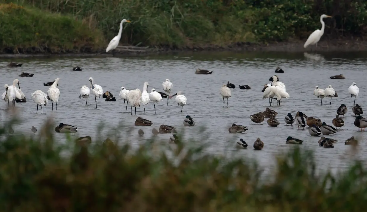 Burung-burung yang bermigrasi terlihat di lahan basah muara Sungai Minjiang di Fuzhou, Provinsi Fujian, China pada 8 November 2020. Lahan basah muara itu merupakan area konsentrasi utama untuk burung-burung yang bermigrasi dan habitat bagi unggas air, termasuk spesies langka. (Xinhua/Wei Peiquan)