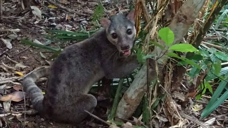 Musang