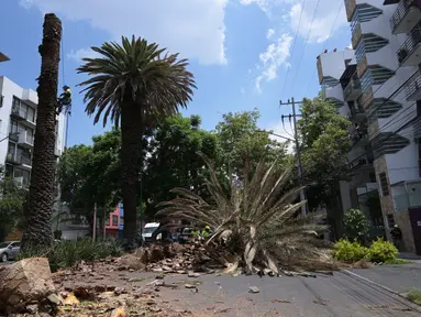 Pekerja dari Menteri Lingkungan Hidup memangkas pohon palem yang terserang wabah di Mexico City pada 10 Agustus 2023. (RODRIGO ARANGUA / AFP)