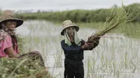 Petani sedang menanam sawah. (Foto: Istimewa)