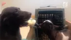 Seekor anjing terlihat sedang menyusui anak kambing memakai botol susu.