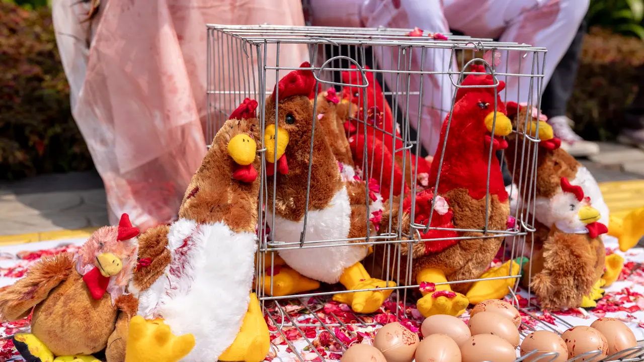 Act for Farmed Animals, sebuah koalisi perlindungan hewan antara Sinerga Animal dan Animal Friends Jogja, menggelar aksi damai mendorong para pengusaha perhotelan mewah menerapkan kebijakan 100 persen telur bebas sangkar. (Liputan6.com)