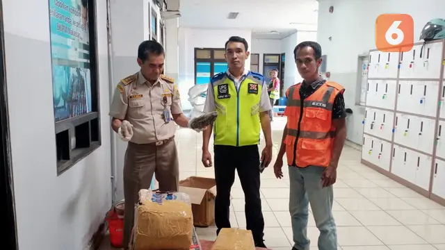 Penyelundupan teripang dilindungi (Liputan6.com/Fauzan)