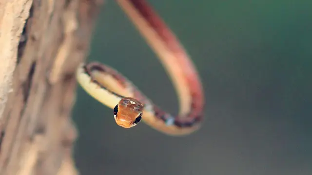 Ular