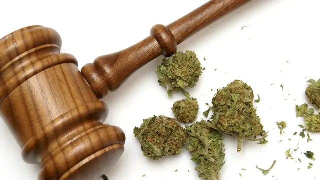 Ganja atau Mariyuana