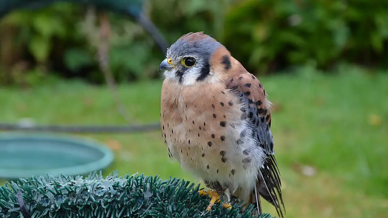 Eksplorasi Kestrel, Pesona Predator Kecil dengan Serba Unik